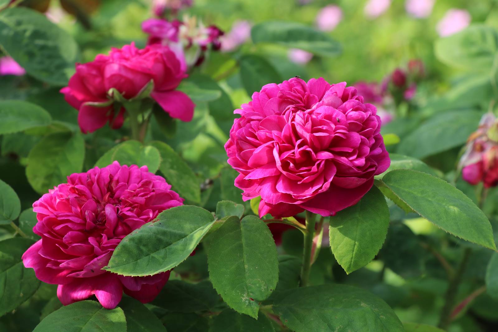 Plas Brondanw Wales (34) Plas Brondanw Wales (34)