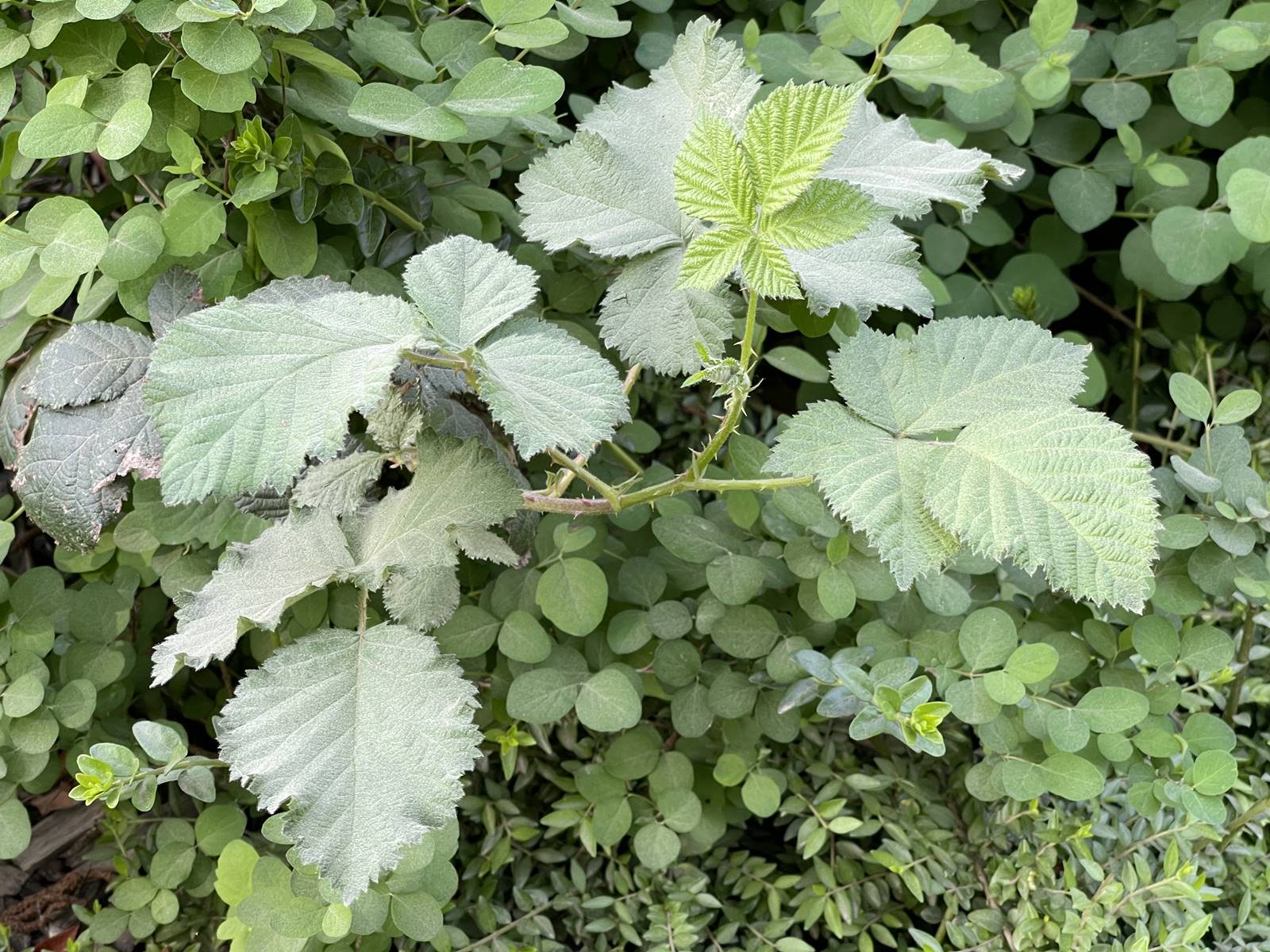 Ronce Rubus fruticosus