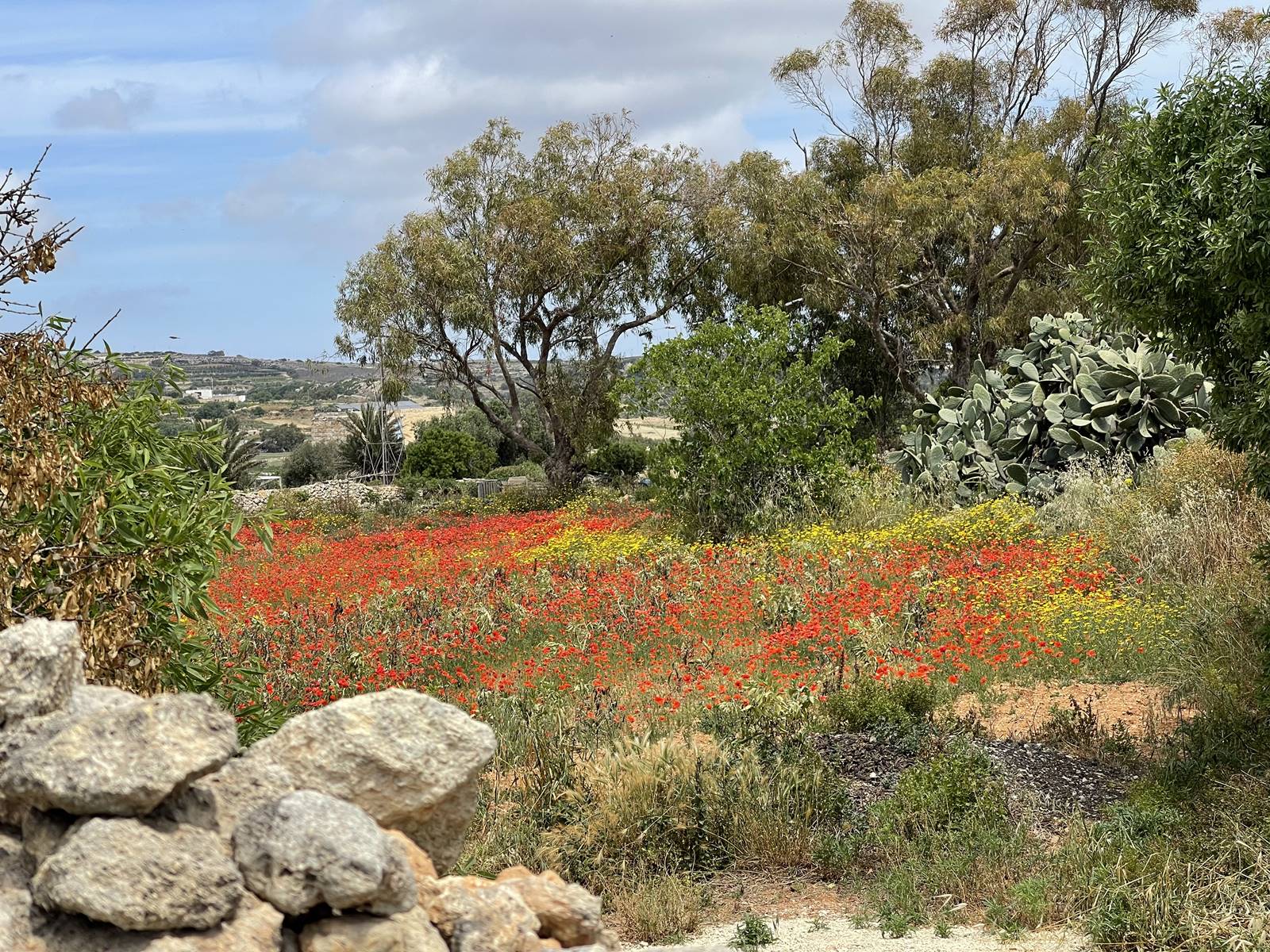 Ta Cicivetta Farm (3) Ta Cicivetta Farm (3)