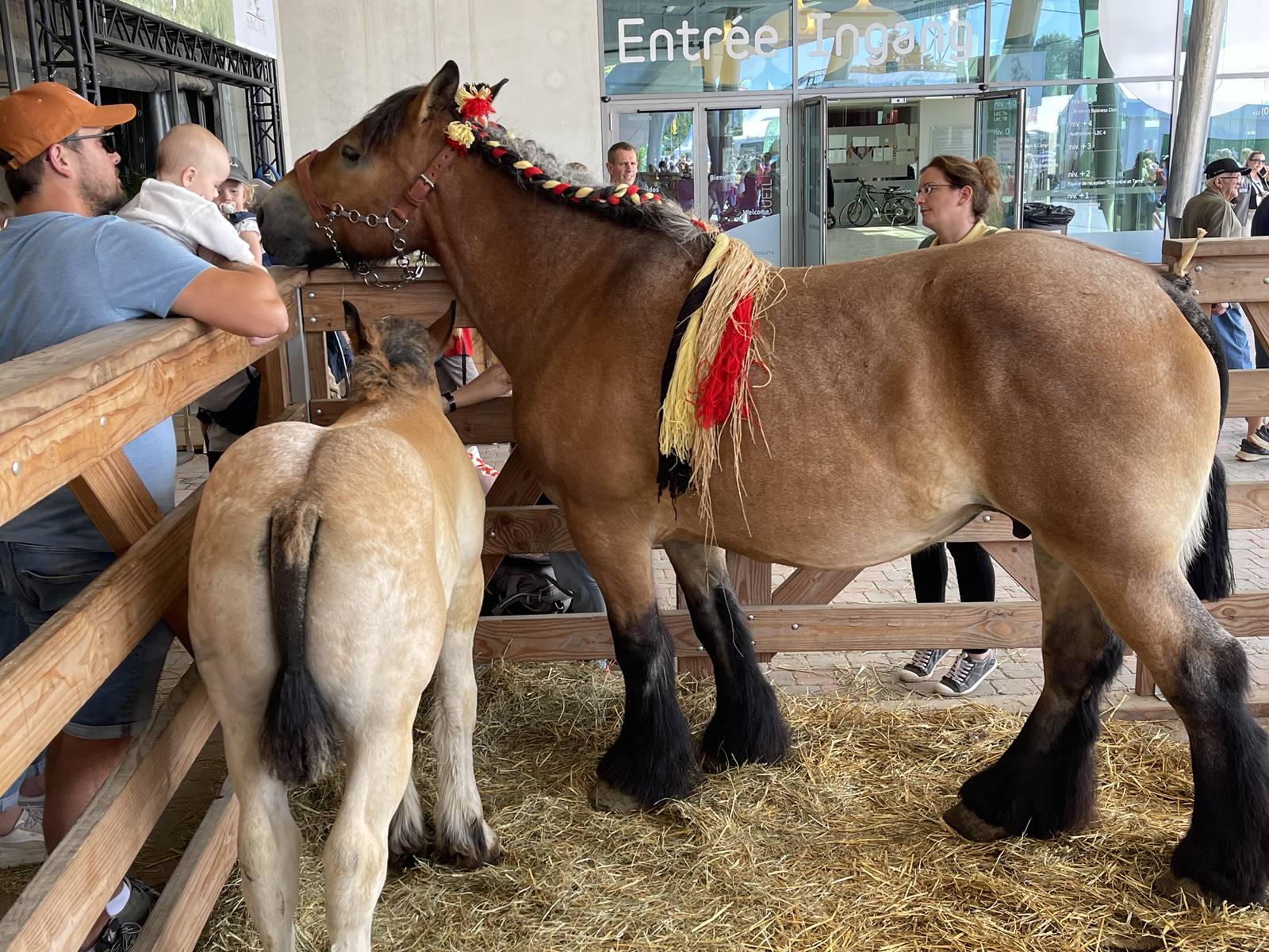 Cheval Ardennais (1)