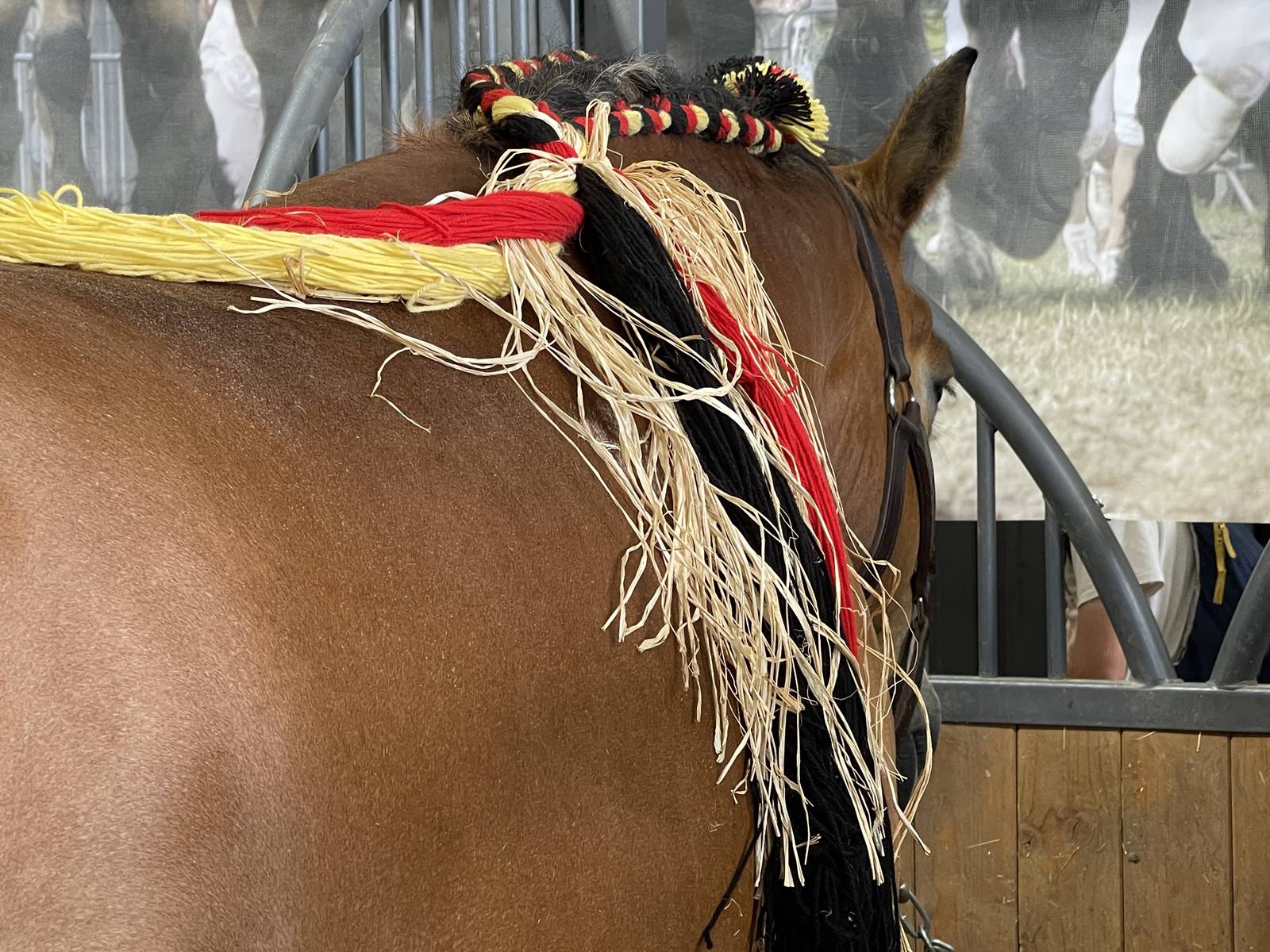 Cheval Ardennais (3)