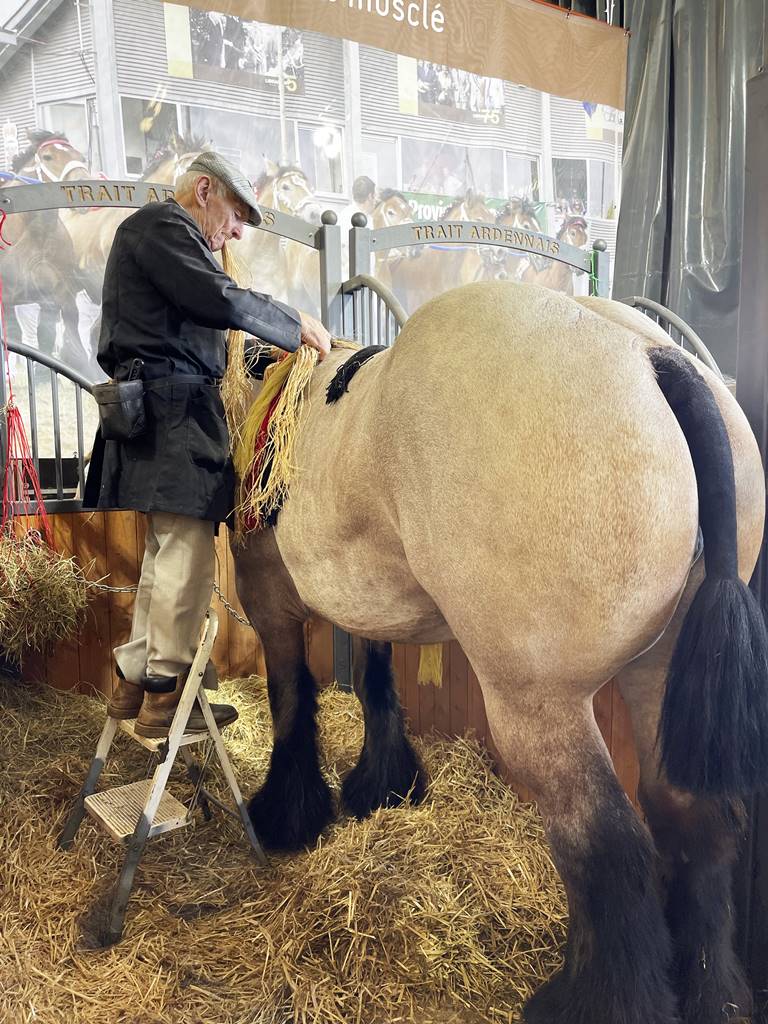 Cheval Ardennais (4)