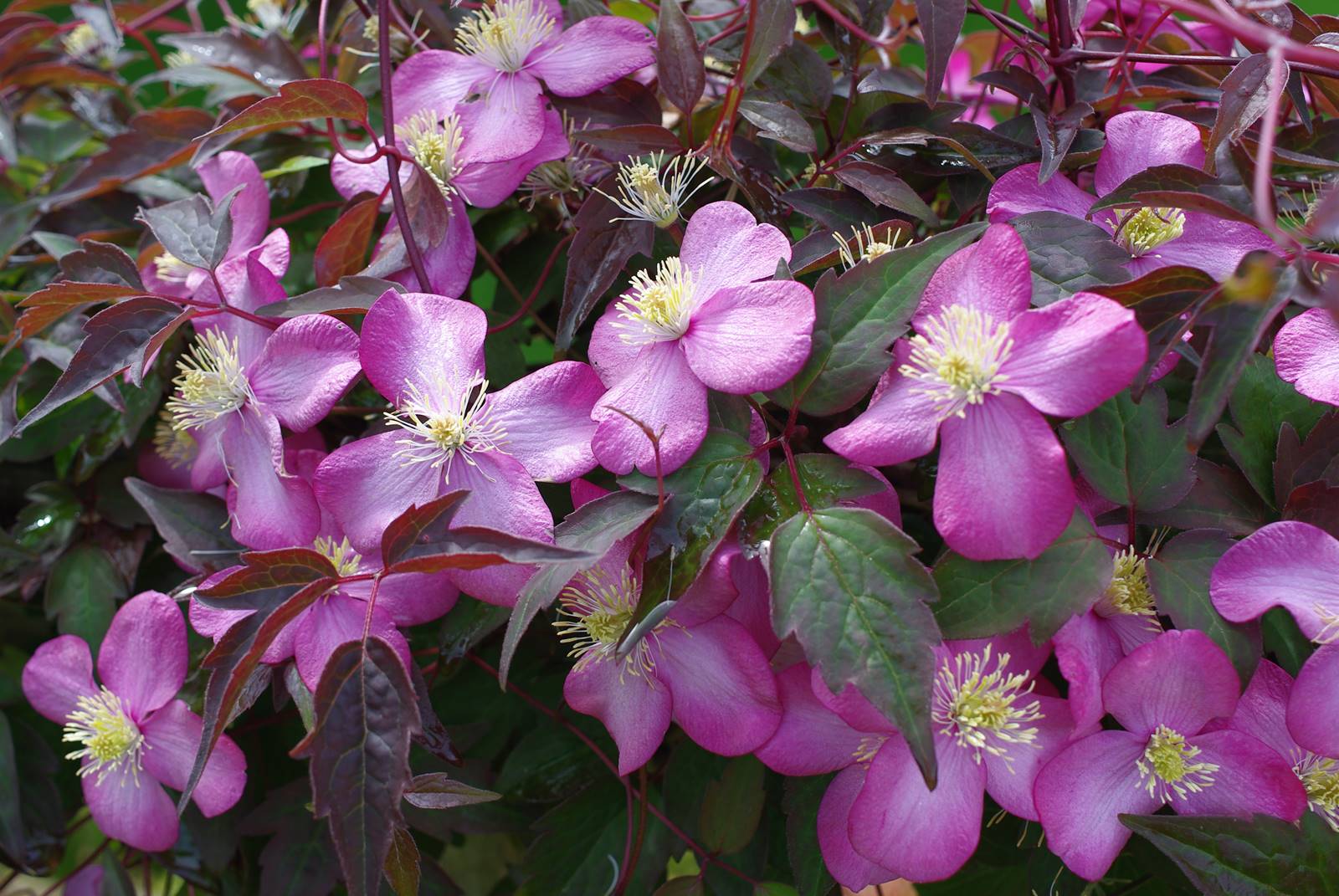 Clematis montana (2)