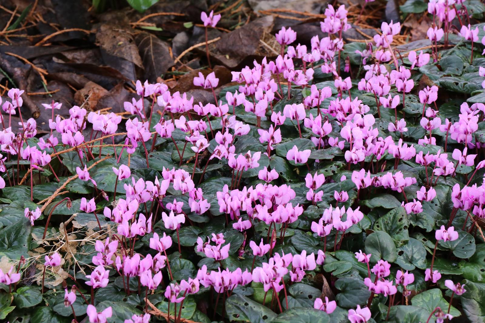 Cyclamen coum