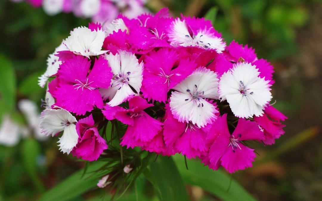 Guide du jardin parfumé