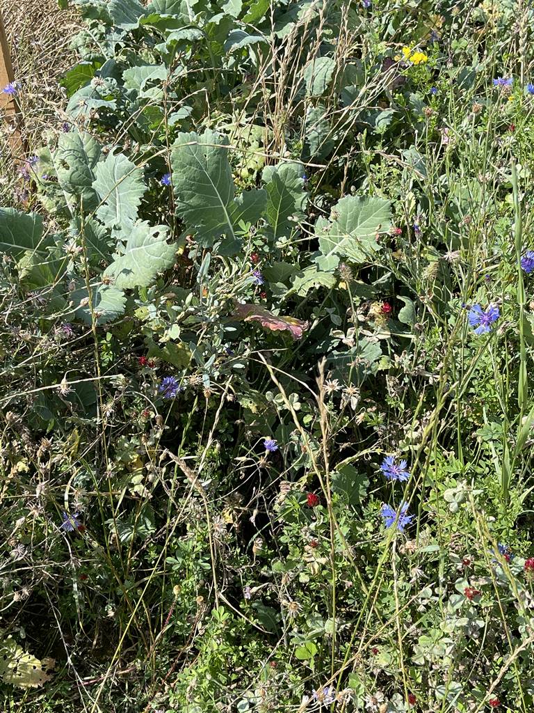 Foire de Libramont 2025 (23)