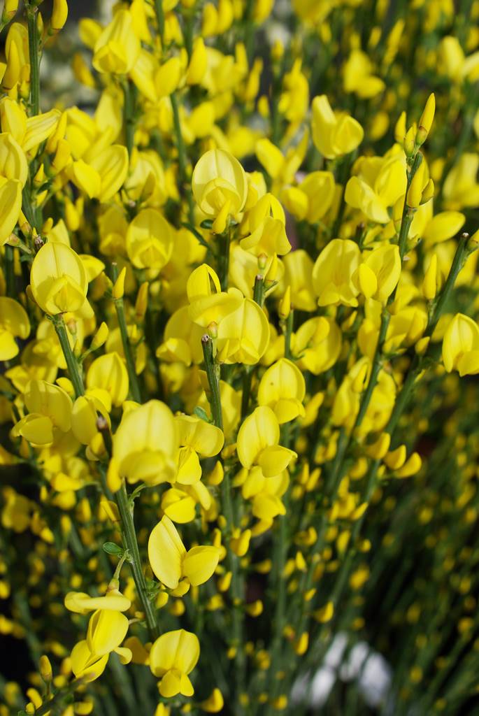 Genet Cytisus scoparius