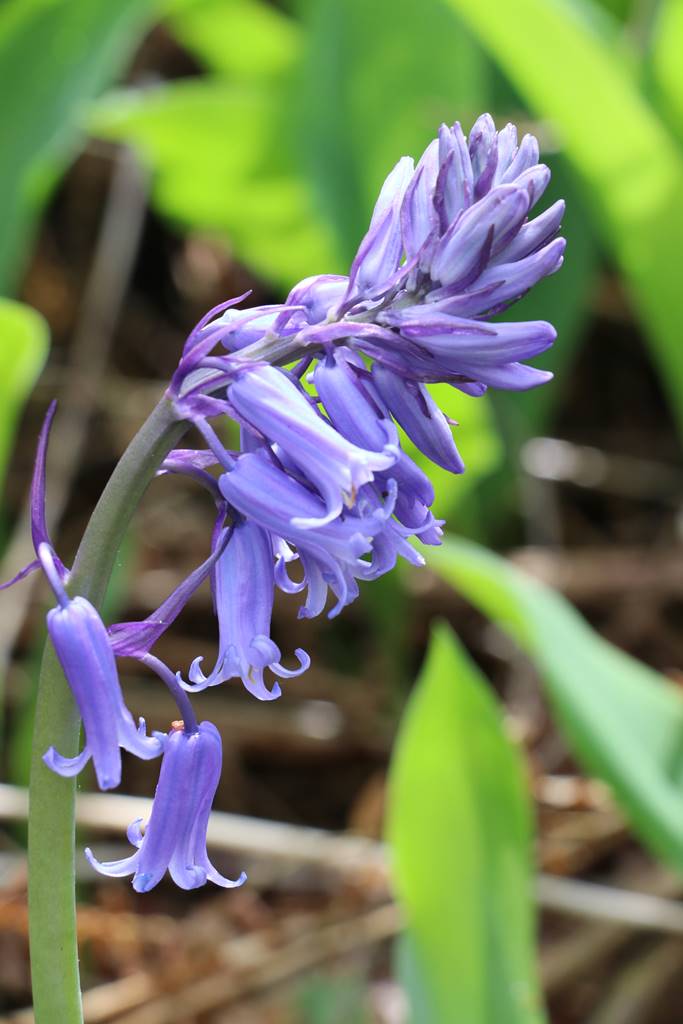 Jacinthe des bois (2)