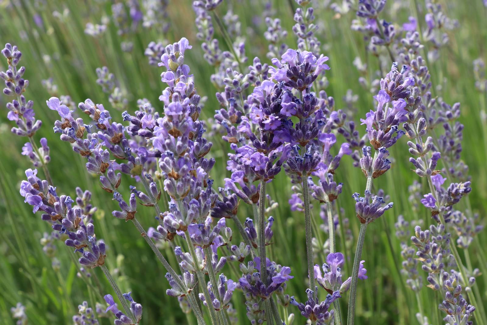 Lavendula Lavande (1)