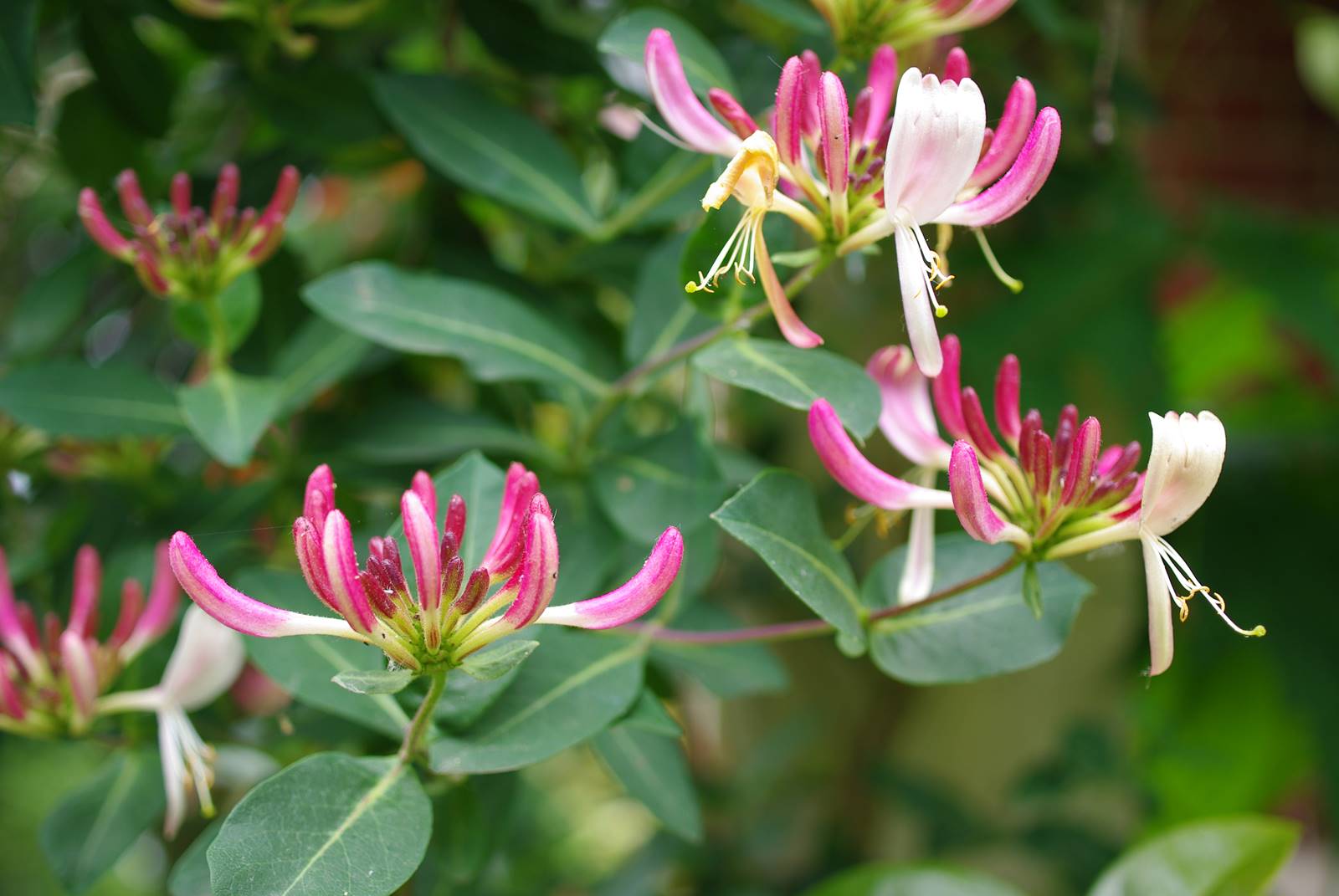 Lonicera Chèvrefeuille (2)