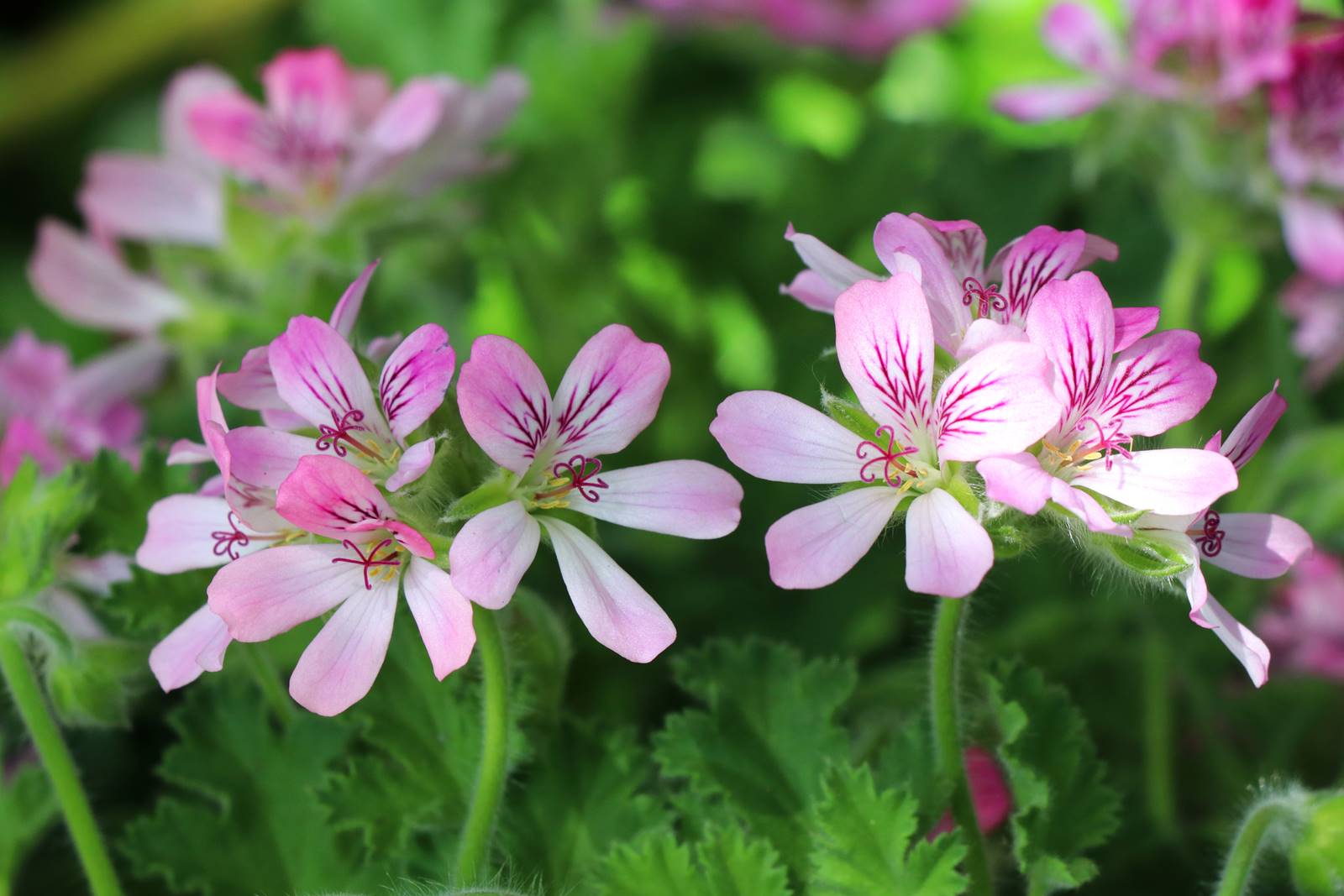Pelargonium capitatum