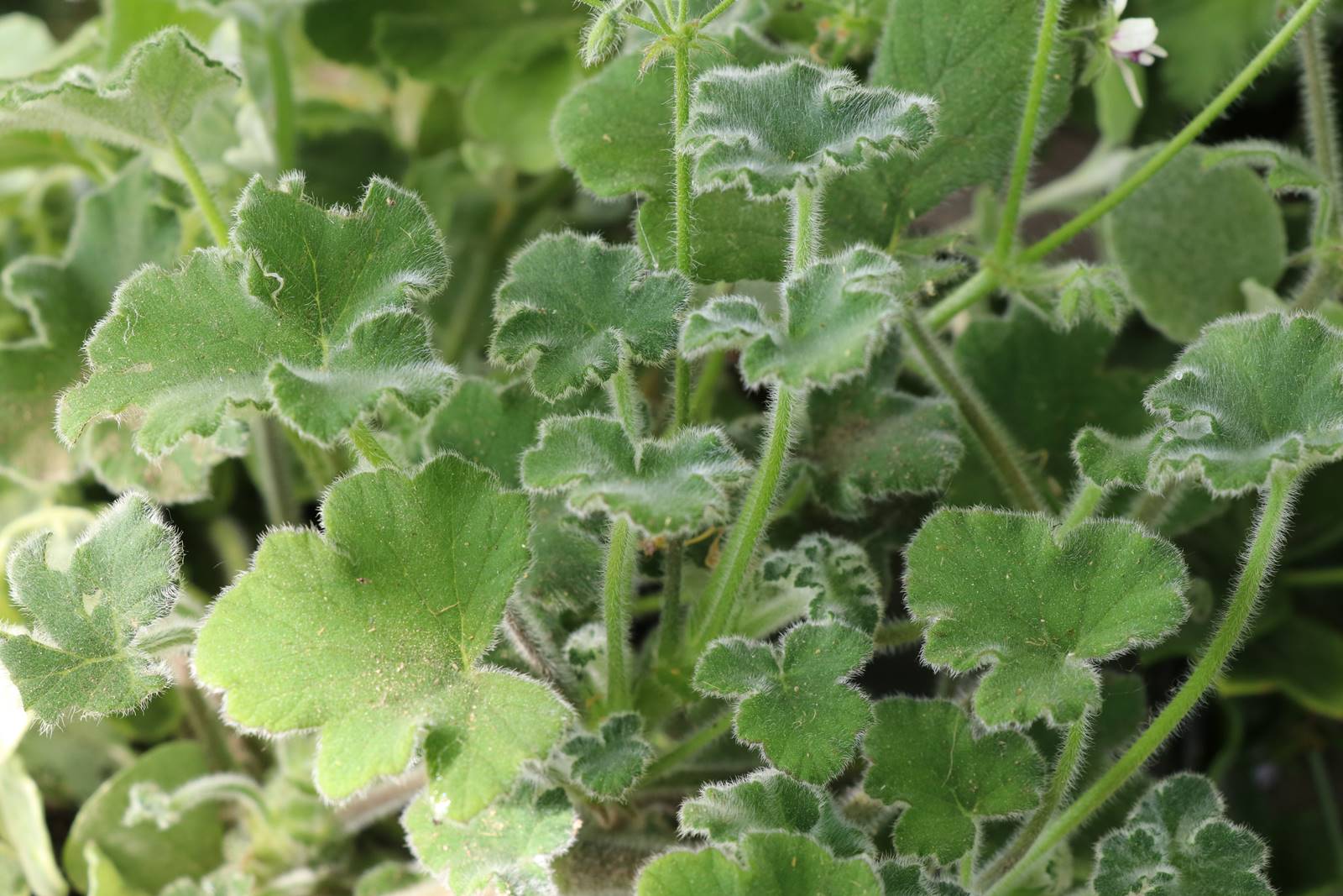Pelargonium tomentosum
