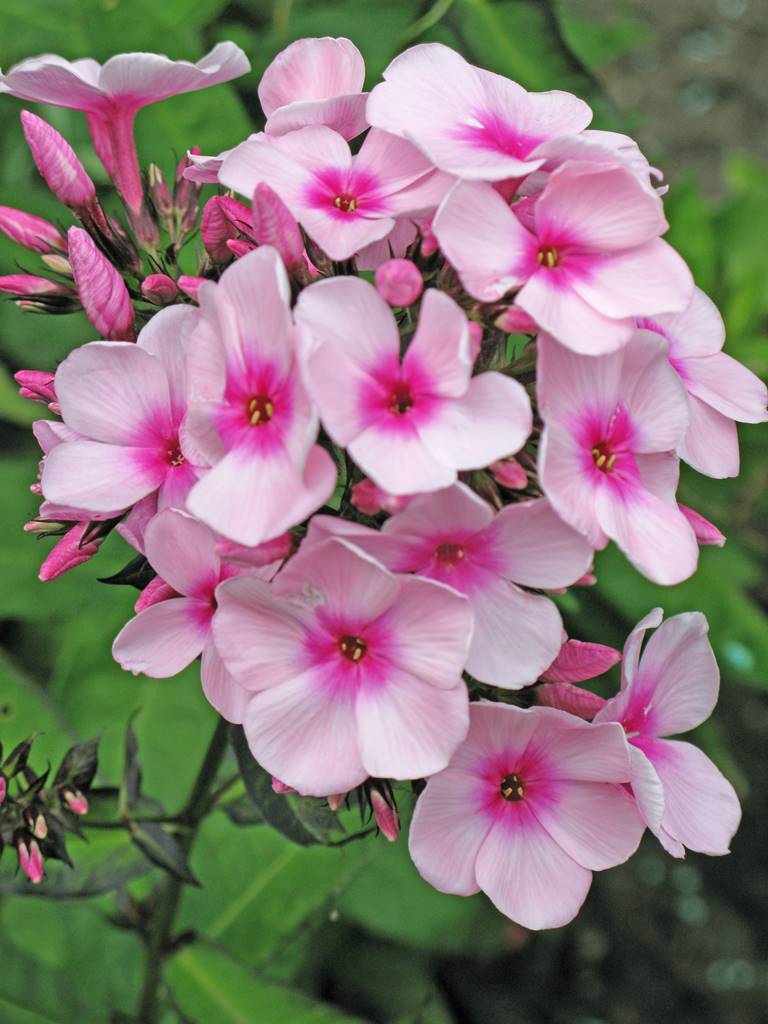 Phlox