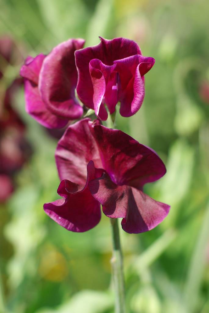 Pois de senteur Lathyrus odoratus