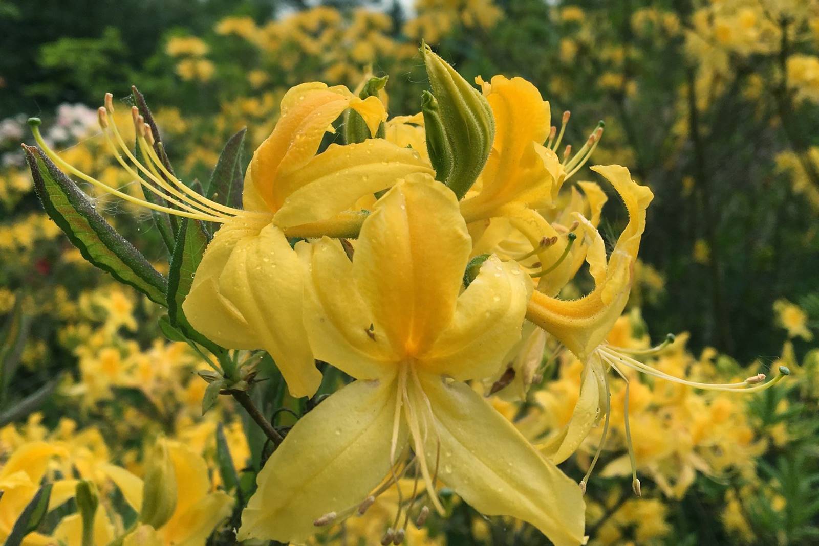 Rhododendron luteum