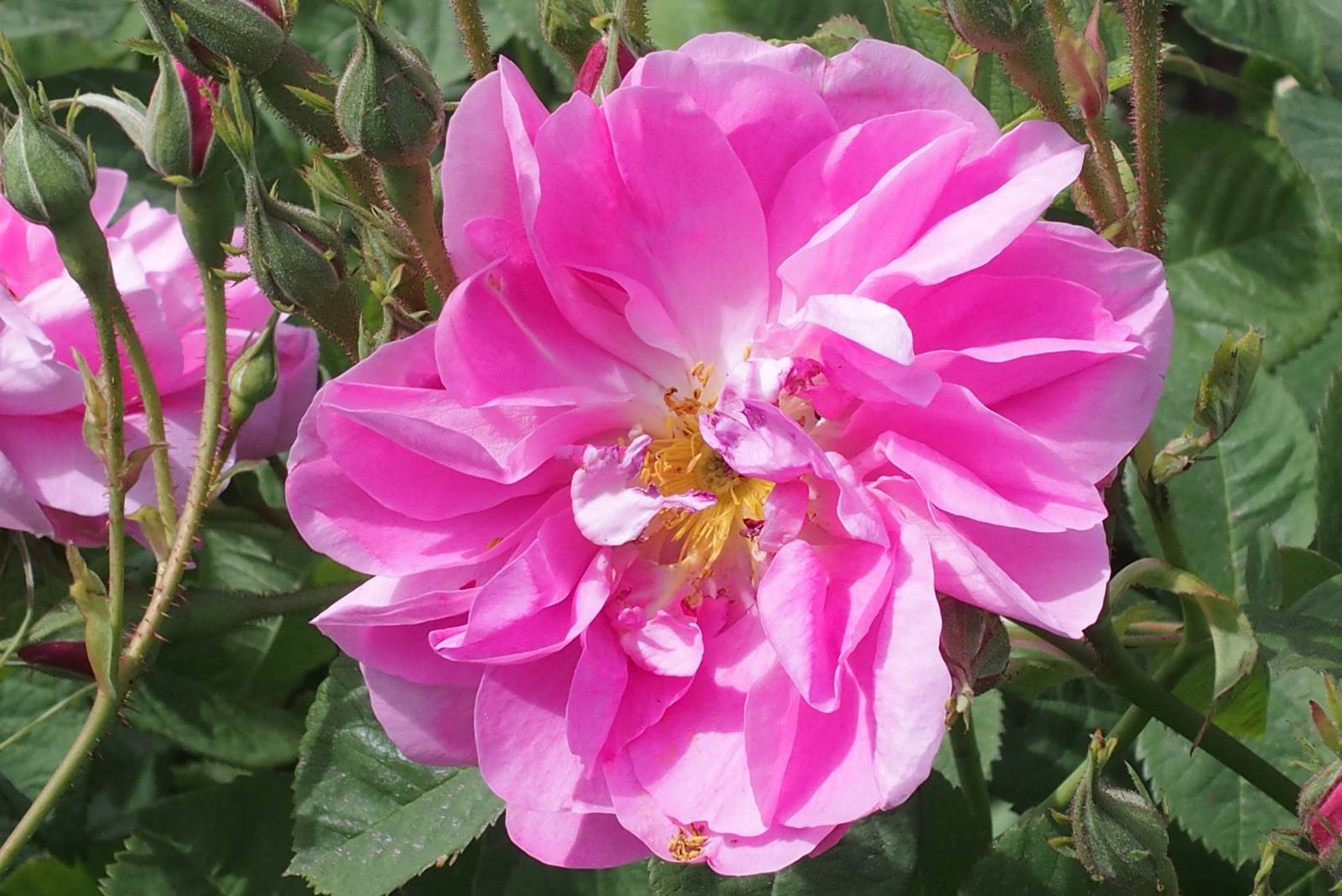 Rosa centifolia