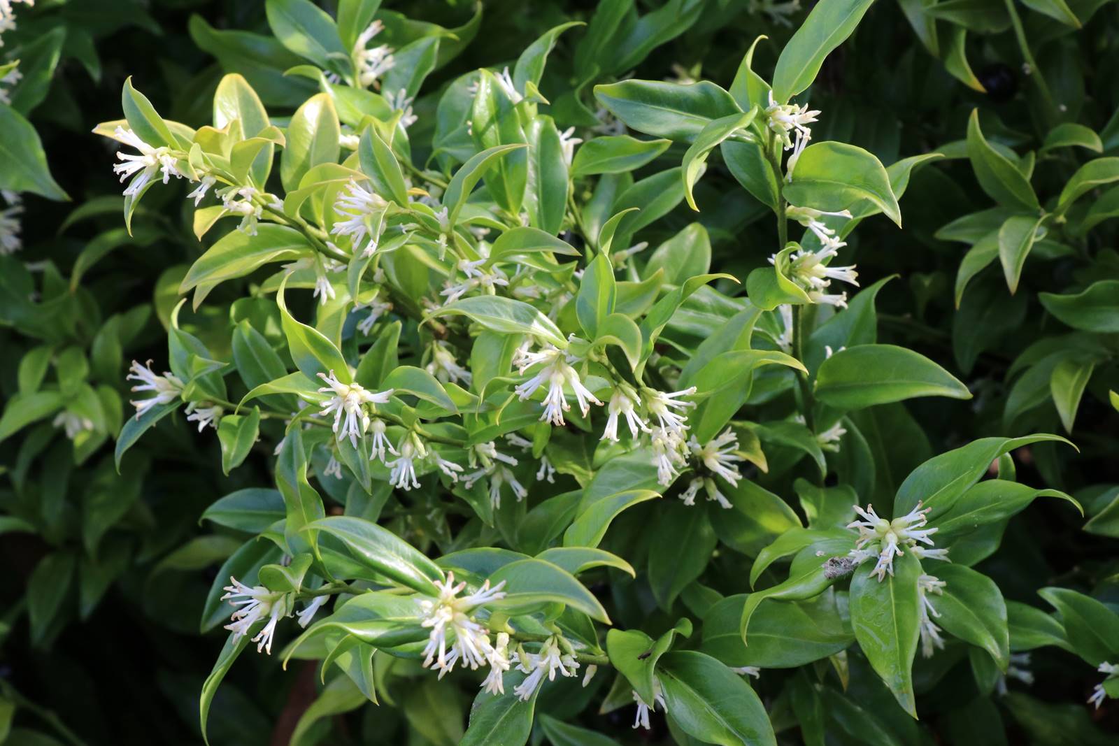 Sarcococca