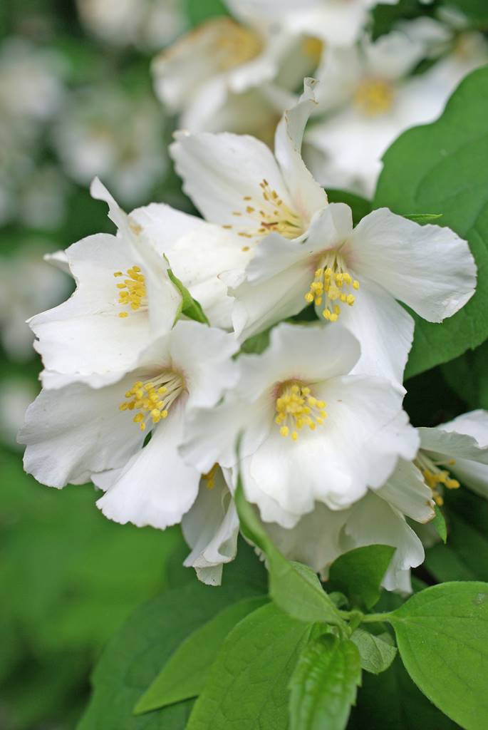 Seringat Philadelphus coronarius