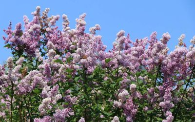 Top 20 des arbustes parfumés