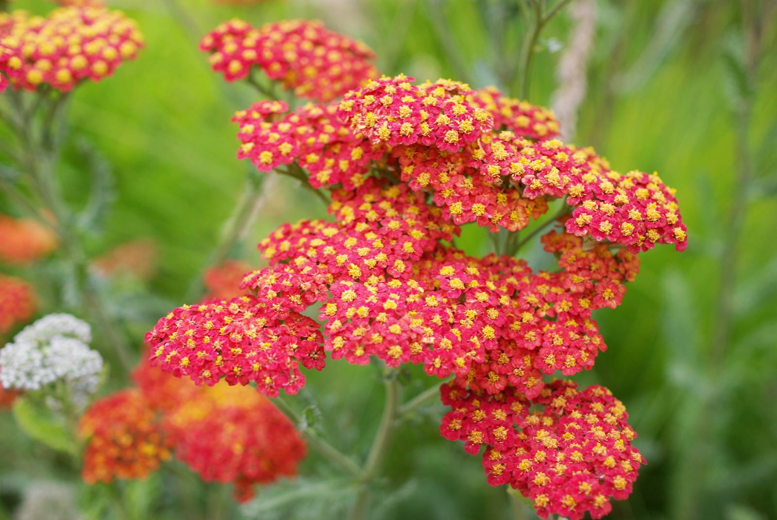 Achillea Achillée (1)