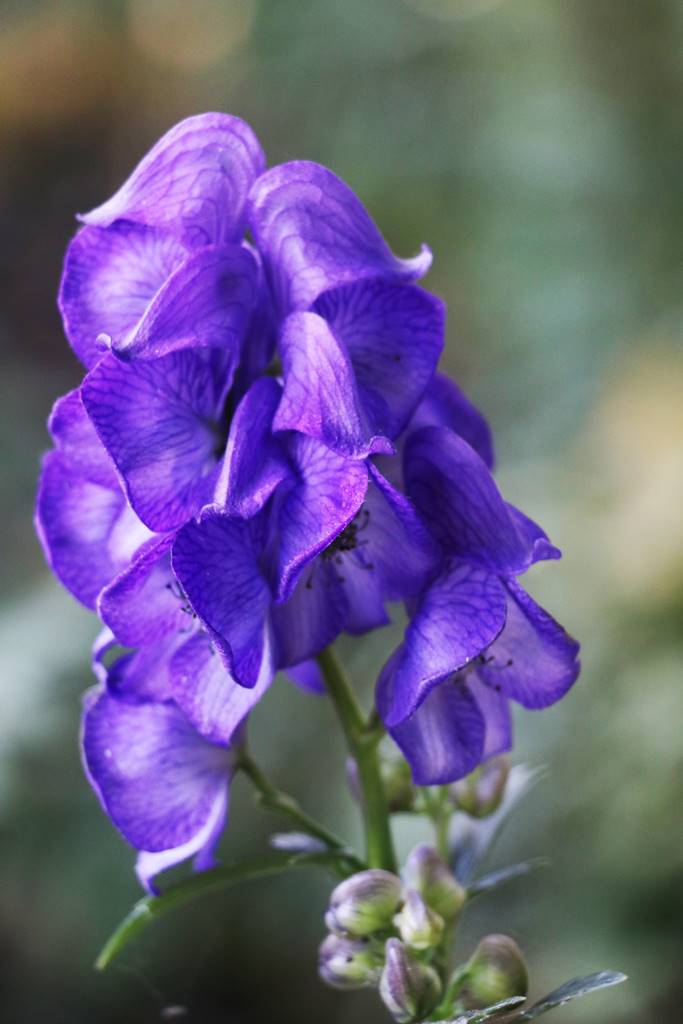 Aconitum napellus Aconit casque de Jupiter (1) Aconitum napellus Aconit casque de Jupiter (1)