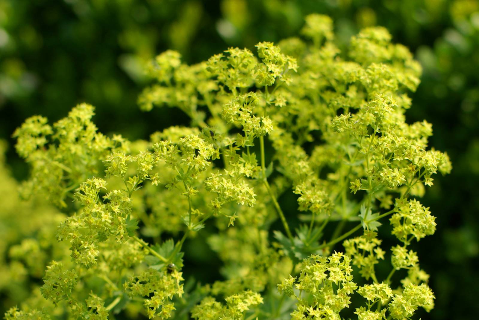 Alchemille mollis Alchemille mollis