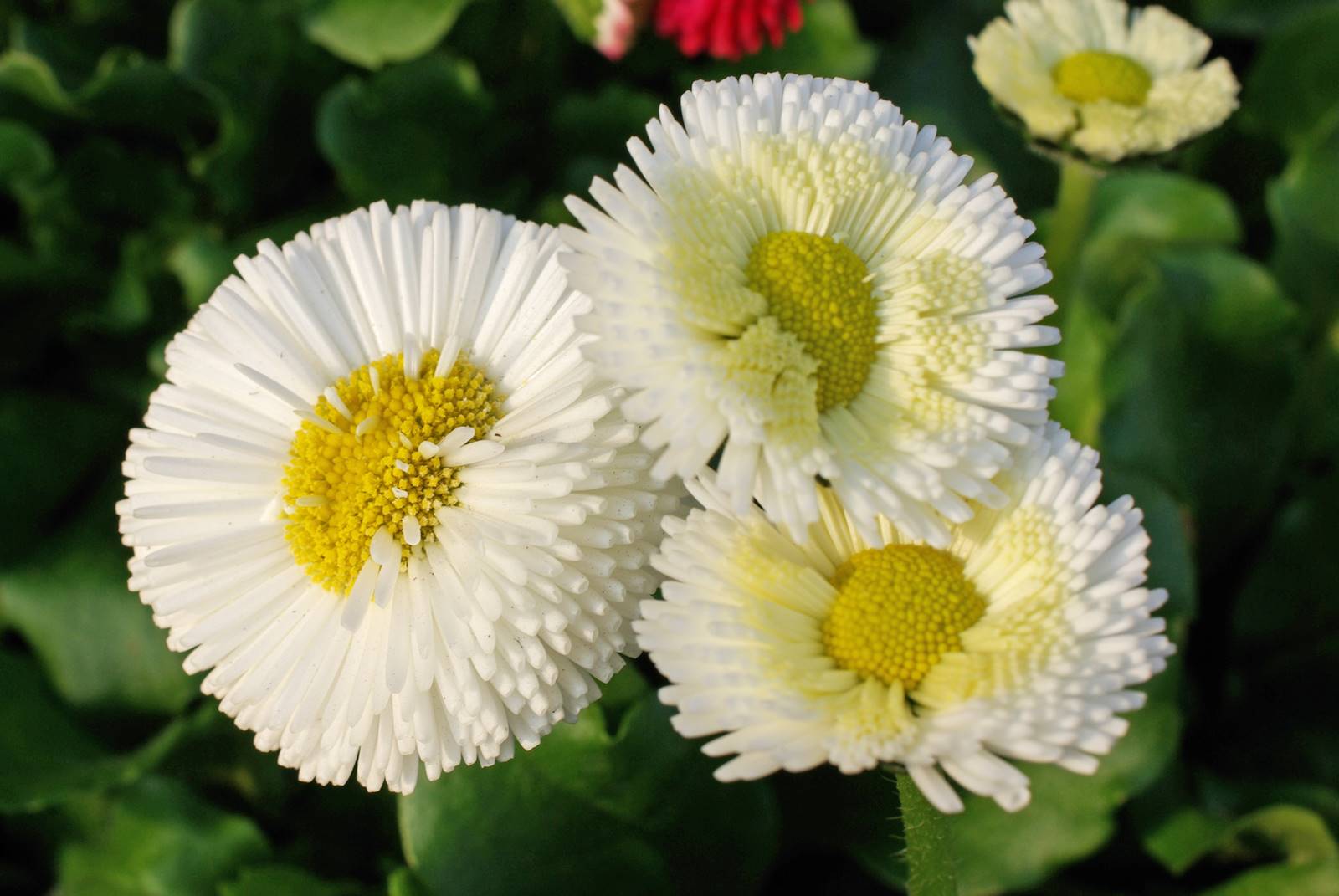Bellis perennis