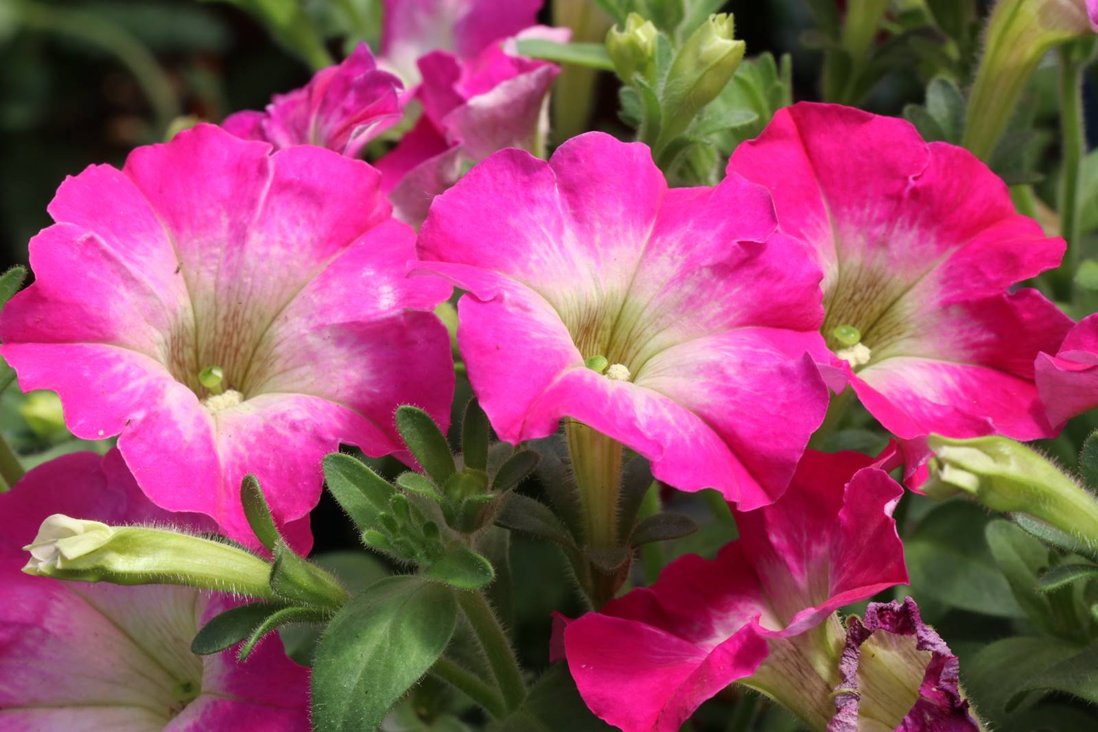 Calibrachoa Calibrachoa