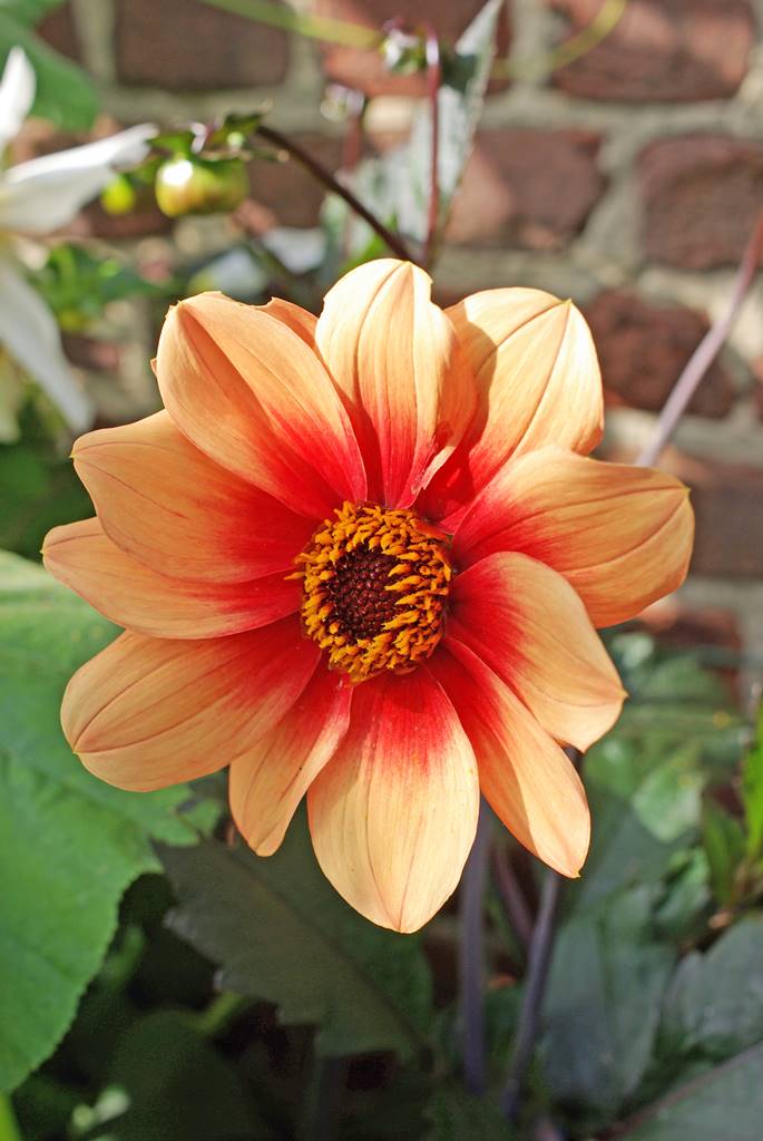Dahlia (2)