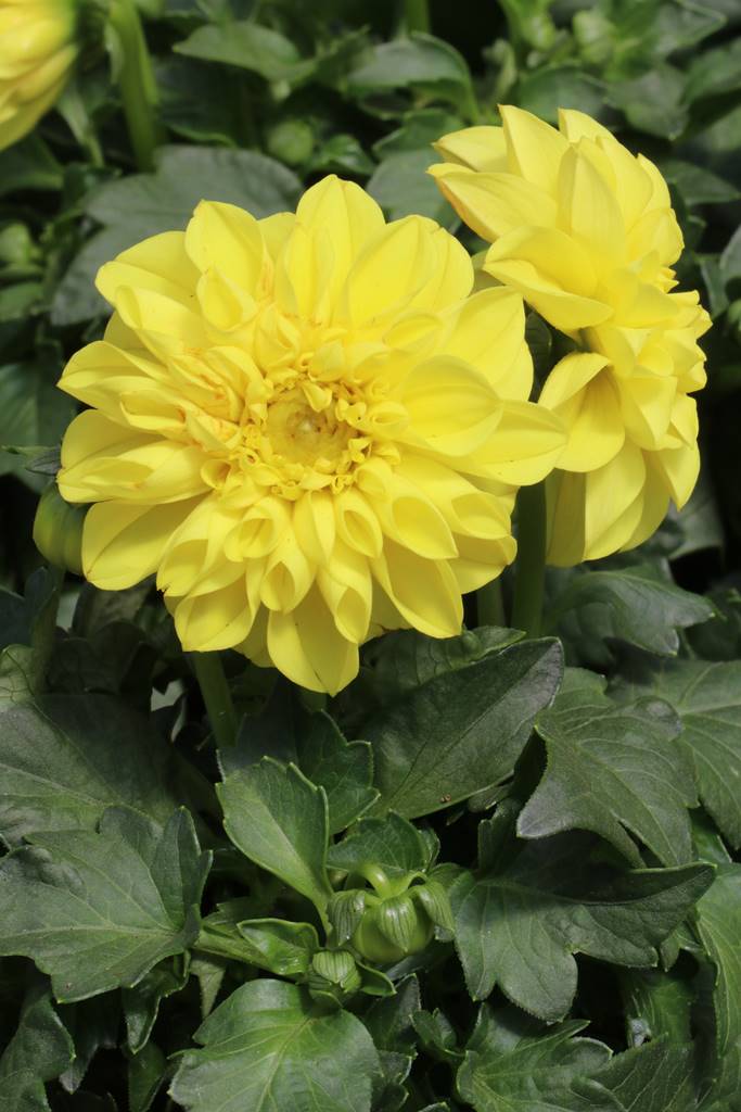 Dahlia nain Dahlia nain