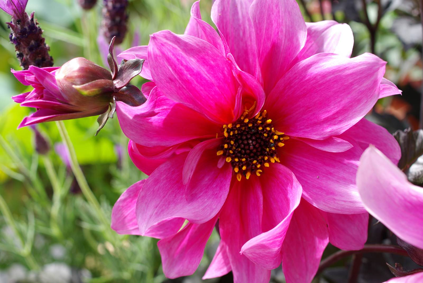 Dahlia Dahlia