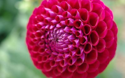 Fleurs rouges, couleur volcan