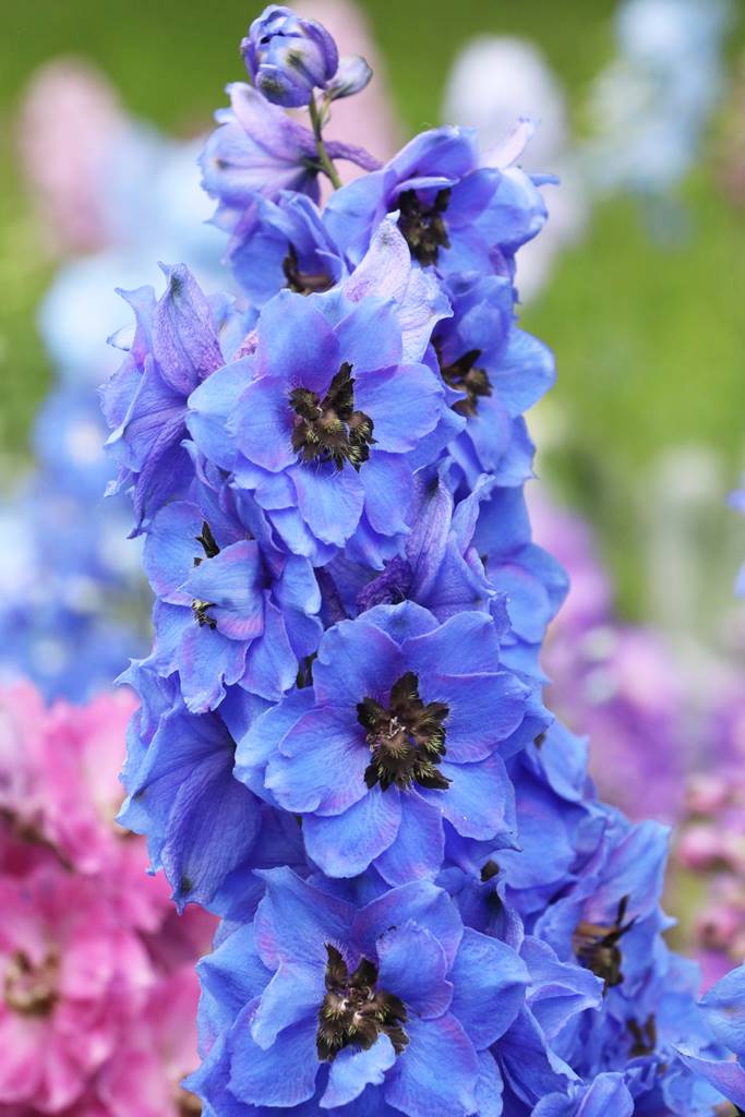 Delphinium (3)