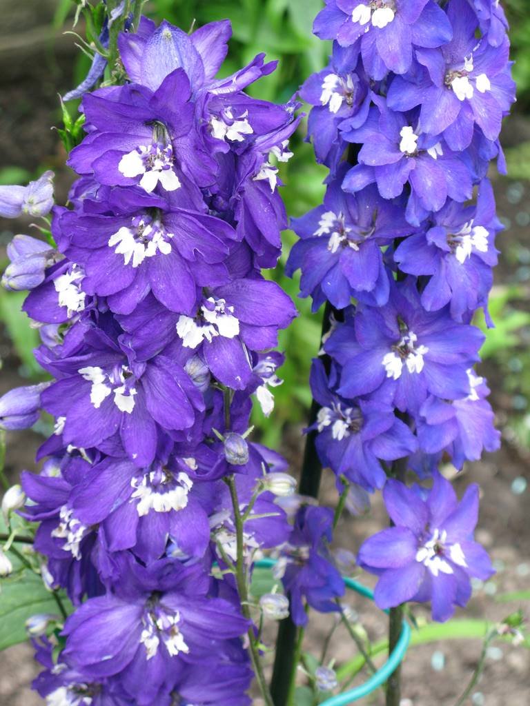 Delphinium Delphinium