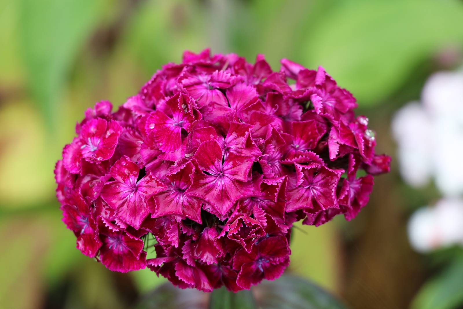 Dianthus barbatus Oeillet de poète