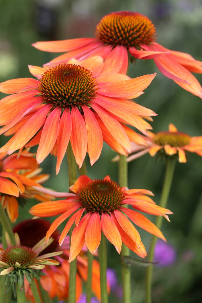 Echinacea purpurea rudbeckia pourpre