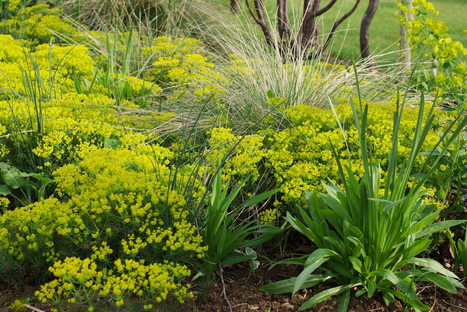 Euphorbia cyparisias Euphorbe petit cyprès Euphorbia cyparisias Euphorbe petit cyprès