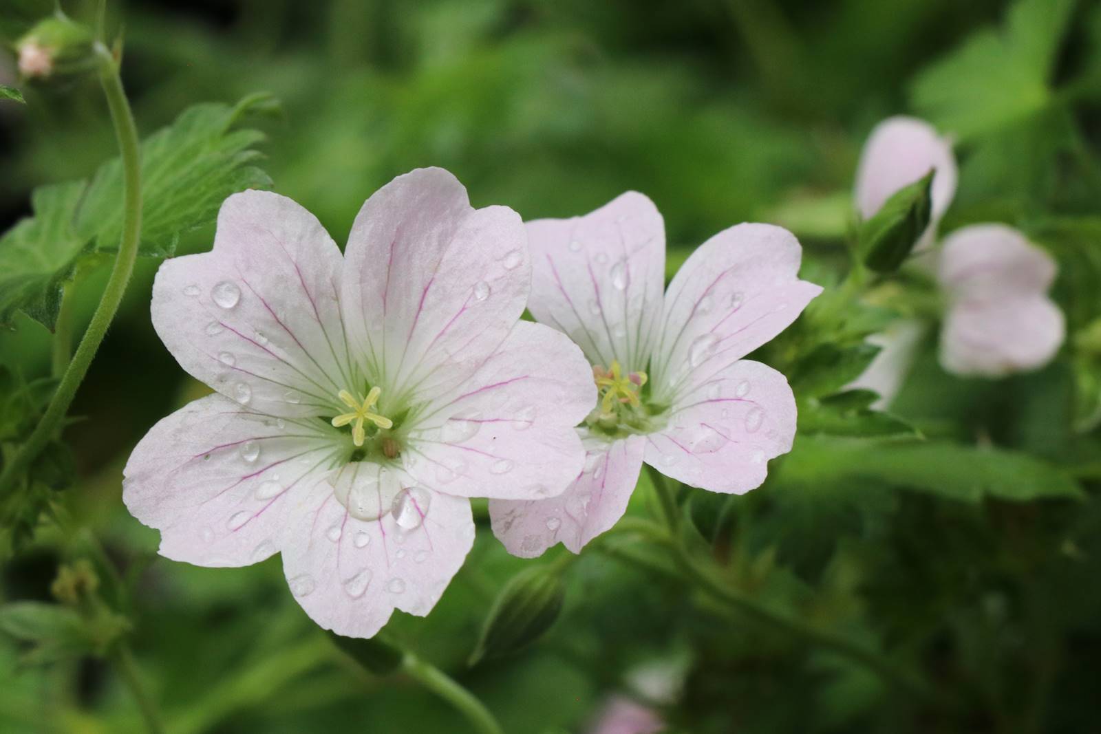 Geranium hybride Dreamland