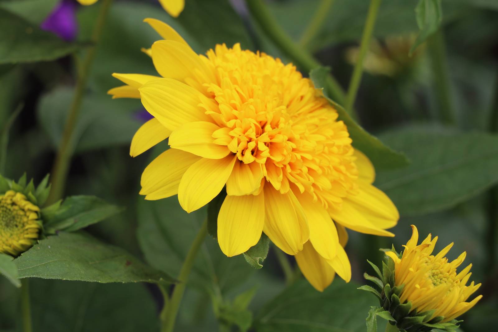 Helianthus Soleil vivace Helianthus Soleil vivace
