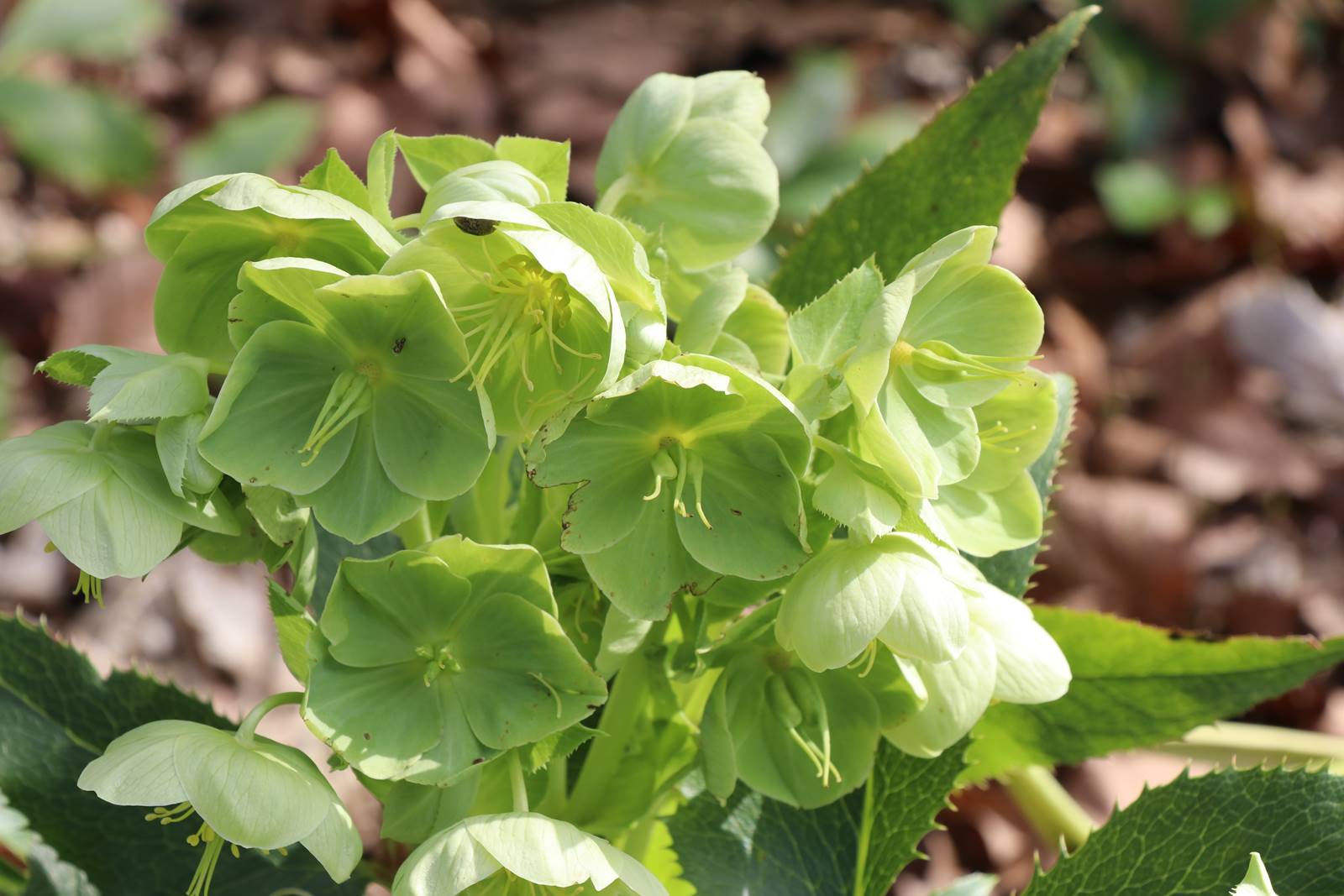 Helleborus argutifolius Helleborus argutifolius