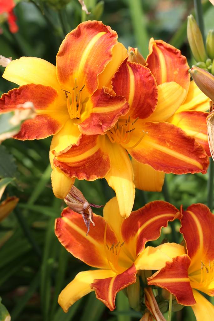 Hemerocallis (2)