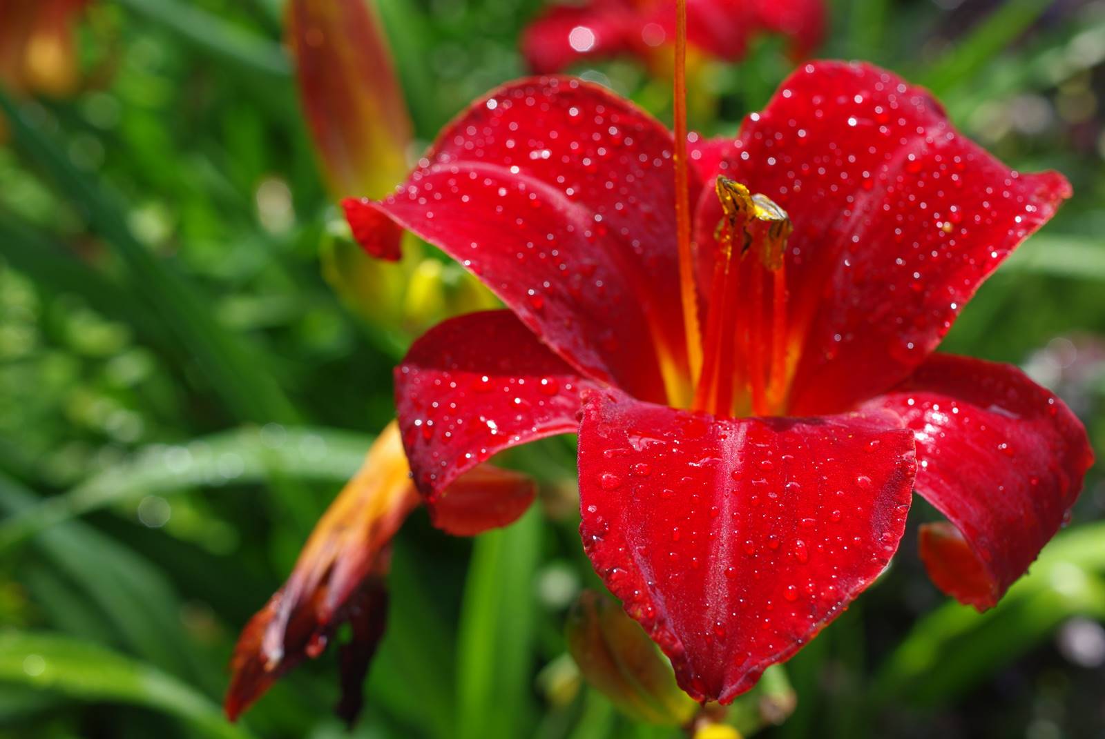 Hemerocallis Hémérocalle