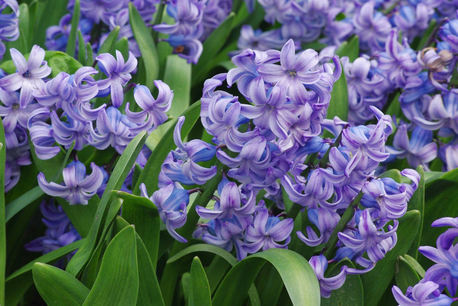 Hyacinthoides orientalis Hyacinthoides orientalis