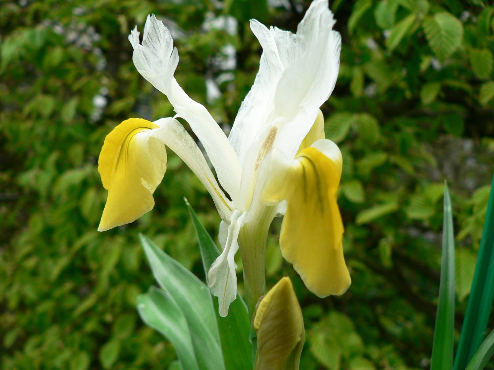 Iris bucharica