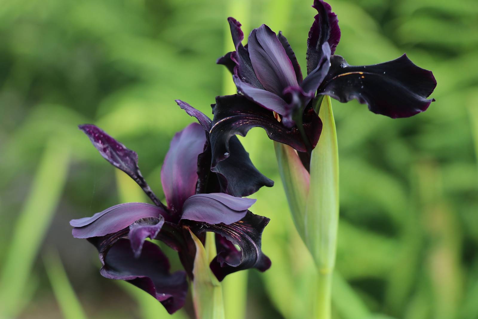 Iris chrysographes Iris chrysographes