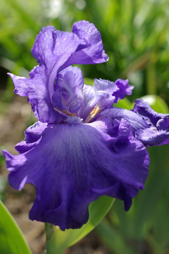 Iris germanica (2) Iris germanica (2)