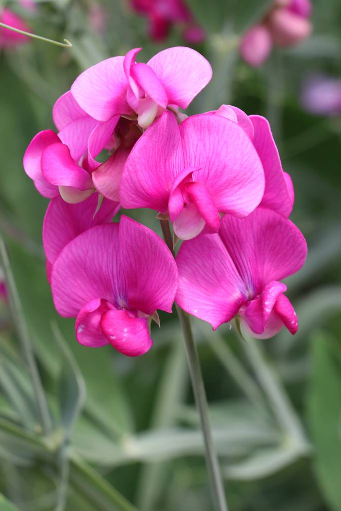 Lathyrus odoratus Lathyrus odoratus