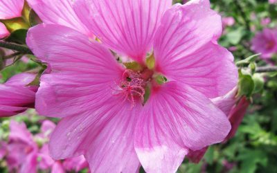 Fleurs roses, couleur pastel