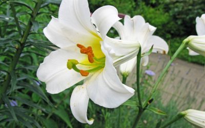 Fleurs blanches, couleur glacier