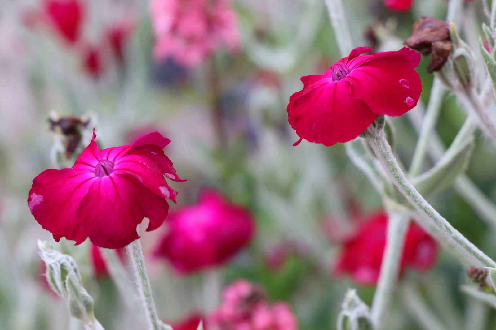 Lychnis coronaria Coquelourde